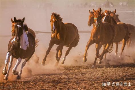 驿马|什么是驿马？